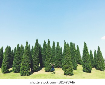 Pine tree