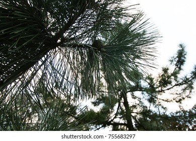 Pine tree,
