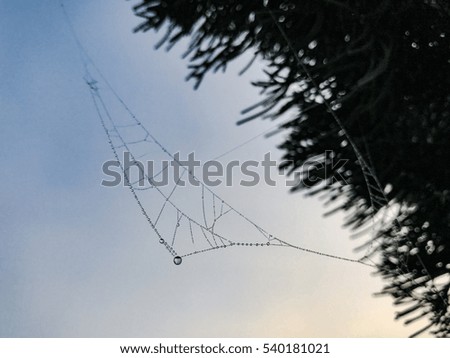 Similar – Image, Stock Photo A frosty leaf Colour photo