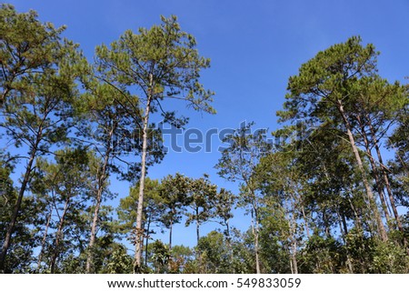 Pine tree against the sky ,blue sky , green