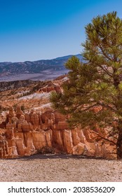 Pine Tree Along The Path With Bryce Canyon In The Background