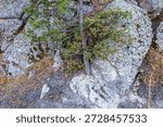 Pine tree appears to be growing from the granite rock near Sylvan Lake at Custer State Park.