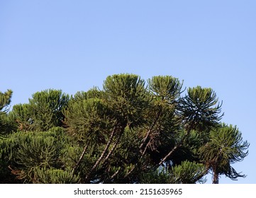 Paraná Pine Tree (Araucaria Angustifolia) In Selective Focus With Light Background