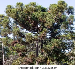 Paraná Pine Tree (Araucaria Angustifolia) In Selective Focus With Light Background. Prudentópolis Paraná