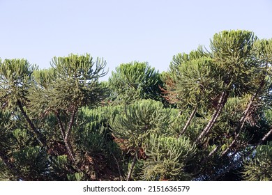 Paraná Pine Tree (Araucaria Angustifolia) In Selective Focus With Light Background. Prudentópolis