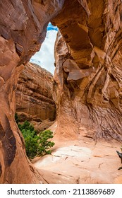 Pine Tree Arch In Arches National Park