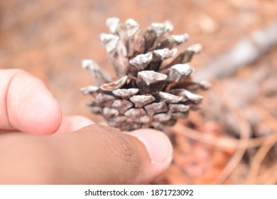 pine with pine tree background