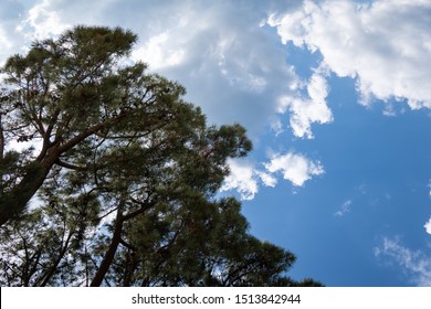 Pine Tree Background. Pinus Echinata