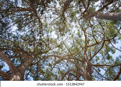 Pine Tree Background. Pinus Echinata