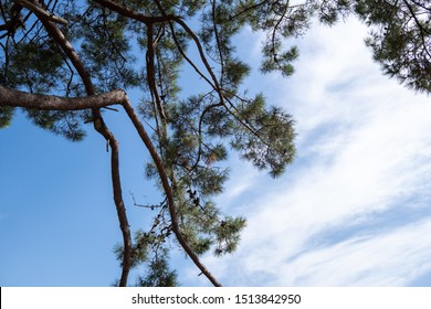 Pine Tree Background. Pinus Echinata