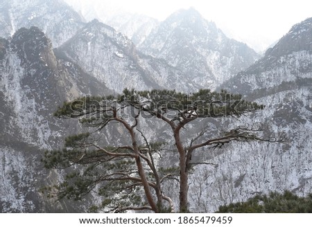 Pine tree with the background of snow covered Cheonbuldong valley at Seoraksan National Park near Sokcho-si, South Korea