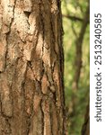 Pine tree, bark close-up. Close-up of pine bark in the forest for a natural background. Nature. Details. Focus on pine tree trunk with blurred background