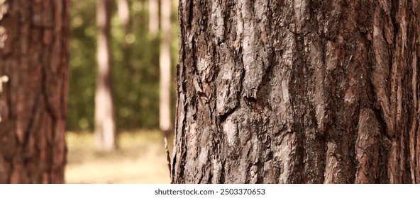 Pine tree, bark close-up. Close-up of pine bark in the forest for a natural background. Nature. Details. Focus on pine tree trunk with blurred background - Powered by Shutterstock