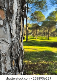 Pine tree bark in focus with lush green forest background under clear blue sky