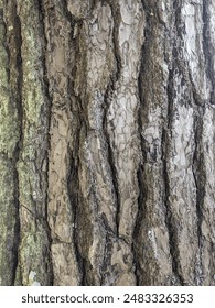 pine tree bark found in the wild