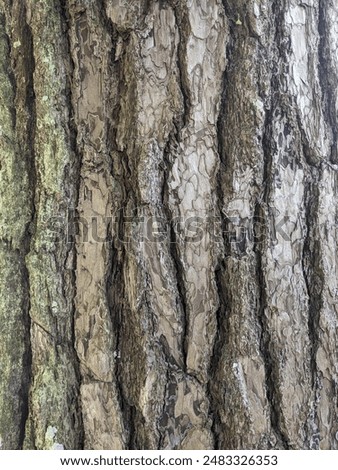 pine tree bark found in the wild