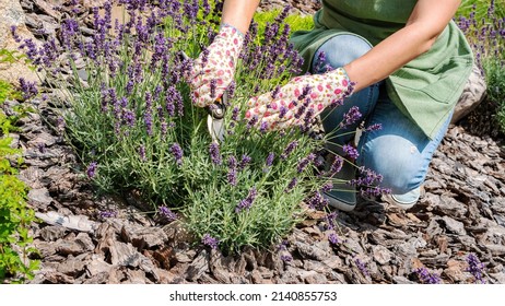 Pine Tree Bark For Mulch In A Flower Garden. Woman Gardener Cuts Flowers On A Lavender Bush. Care And Cultivation Of French Lavender Plants. Pruning Lavender With A Secateurs.