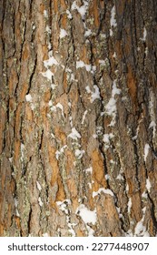 Pine tree bark texture and background with snow in winter