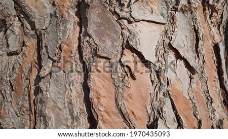 pine tree bark texture as background