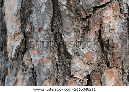 Pine tree bark texture background. Close up view. Nature scene.