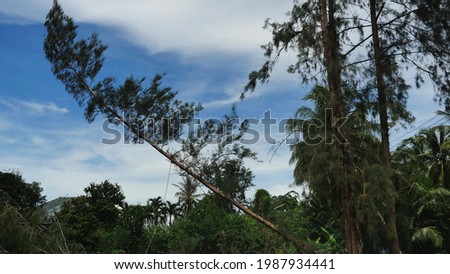 The pine tree is being cut down and  falling in forest with blue sky and white in background, Thailand