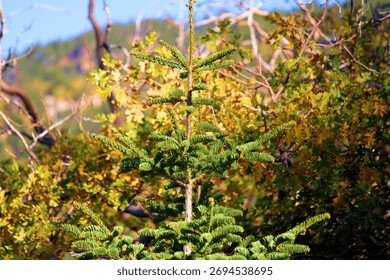 Pine Tree besides an Oak Tree changing colors during autumn on a mountain ridge taken at a temperate forest in Big Bear, CA within the San Bernardino Mountains 