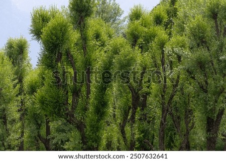 Pine tree in Betaab vally Kasmir India