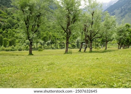 Pine tree in Betaab vally Kasmir India