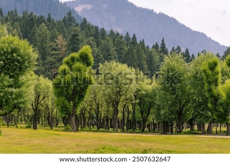 Pine tree in Betaab vally Kasmir India