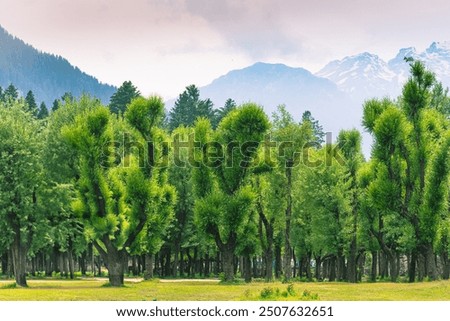 Pine tree in Betaab vally Kasmir India