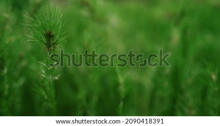 Similar – Image, Stock Photo green branches of needles on a white background