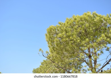 Pine tree and blue sky
