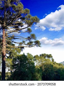 Pine Tree In The Blue Sky
