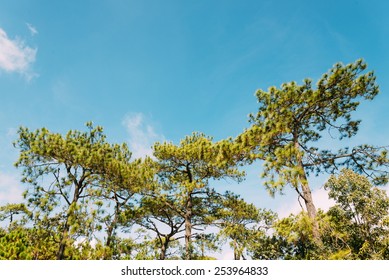 Pine tree with blue sky