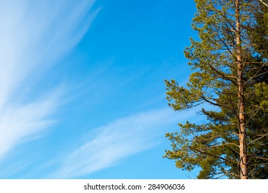 Pine tree  the blue sky background