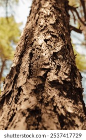 pine tree body view in perspective to top from bottom, dry branches, coniferous forest