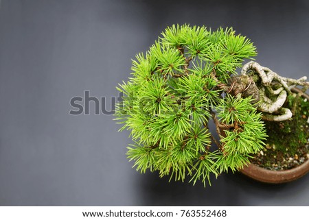 Pine tree bonsai