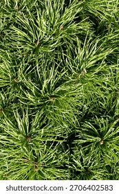 Pine tree bonsai close up