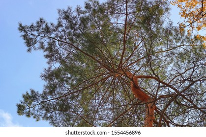 Pine tree, bottom view, autumn