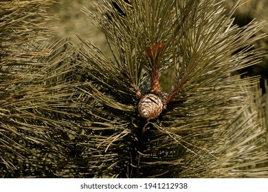 3,935 European Black Pine Images, Stock Photos & Vectors 