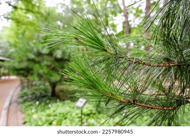 Pine tree branch with blurred background - Shutterstock ID 2257980945