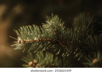 Pine tree branch close up
