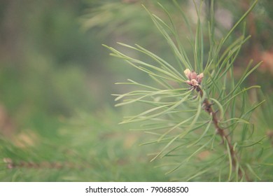 pine tree branch close up