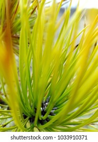 pine tree branch closeup