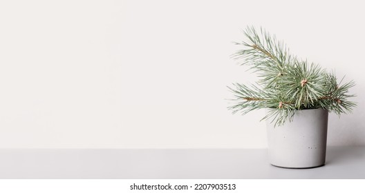 Pine tree branch in concrete flowerpot on grey backgound. copy space, banner. empty scene for natural product presentation