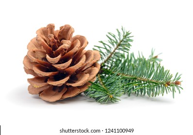 Pine tree branch with cone isolated on white - Powered by Shutterstock