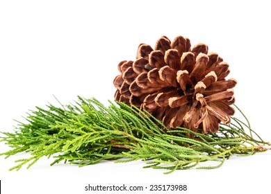 Pine tree branch with cones isolated on white background.