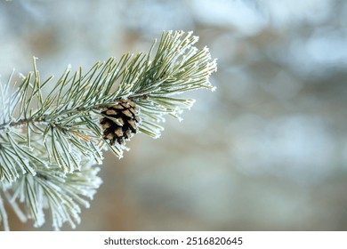 A pine tree branch covered in snow and a pinecone on it. The pinecone is small and brown - Powered by Shutterstock