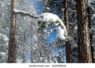 Pine tree branch covered with white snow in the winter forest