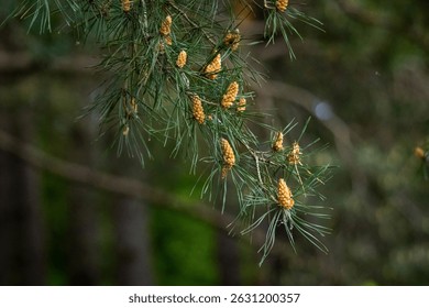 Pine tree branch filled with small young cones, signaling the start of the reproductive season in conifer trees. Natural detail in spring light.